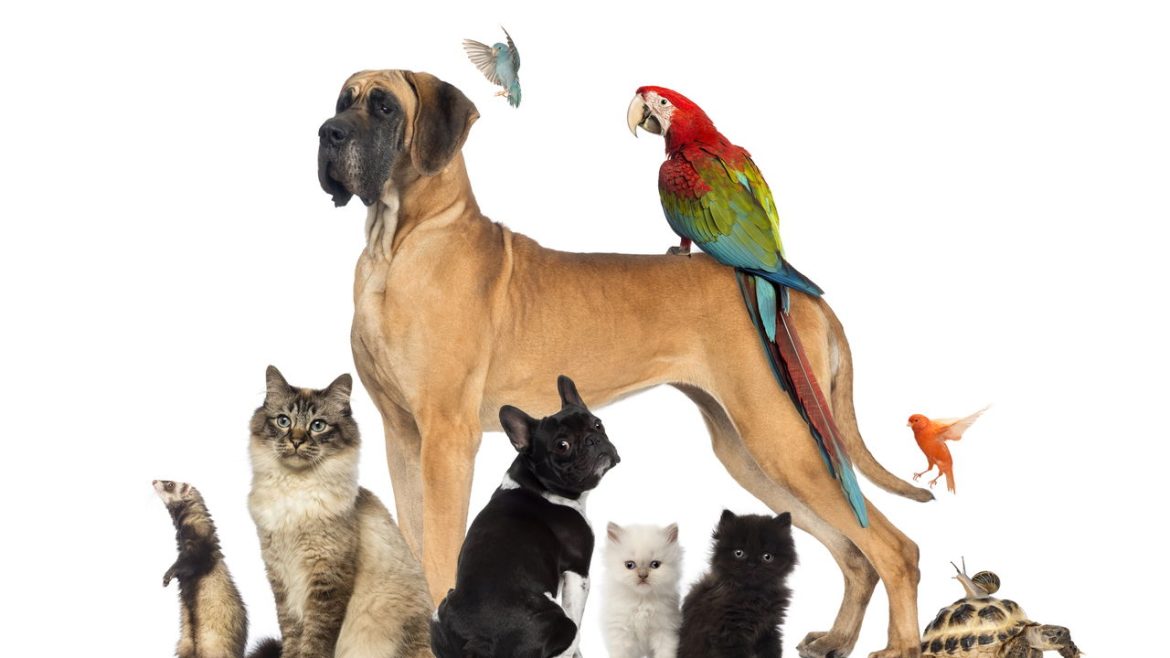 legislativo-aprova-guarda-compartilhada-para-animais-de-estimacao-e-envia-para-sancao-presidencial